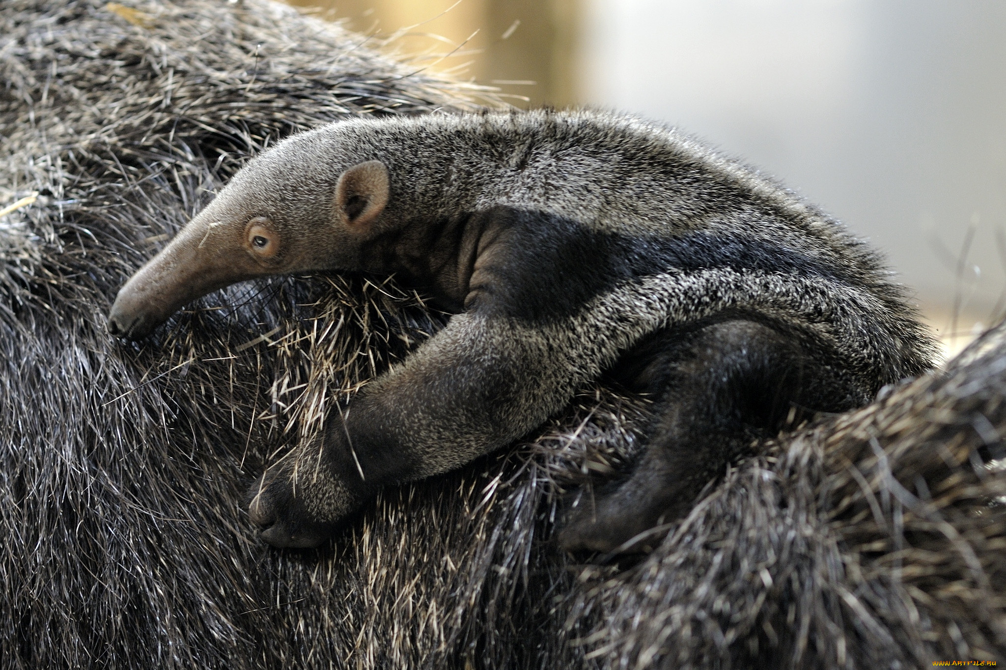 Муравьед. Жук муравьед. Silky Anteater. Муравьед малыш.